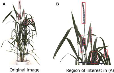 Automated Spike Detection in Diverse European Wheat Plants Using Textural Features and the Frangi Filter in 2D Greenhouse Images